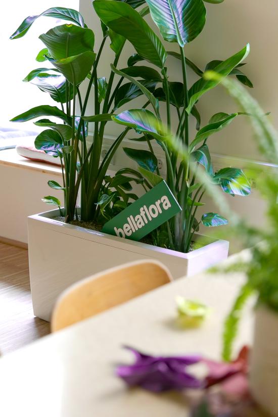 Fokus liegt auf einer grünen Zimmerpflanze im großen weißen Übertopf, darin befindet sich ein grüner Pfeiler mit dem bellaflora Logo