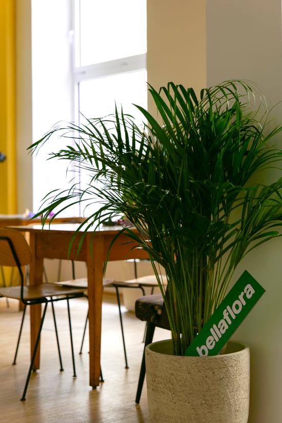 Im Vordergrund steht eine grüne große Zimmerpflanze im grauen Übertopf, darin befindet sich ein grüner Pfeiler mit bellaflora Logo. Im Hintergrund sieht man einen Stuhl und einen Tisch. 